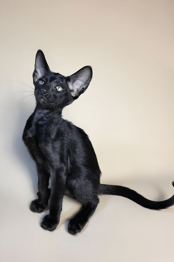 Fenrir | Oriental Shorthair Kitten