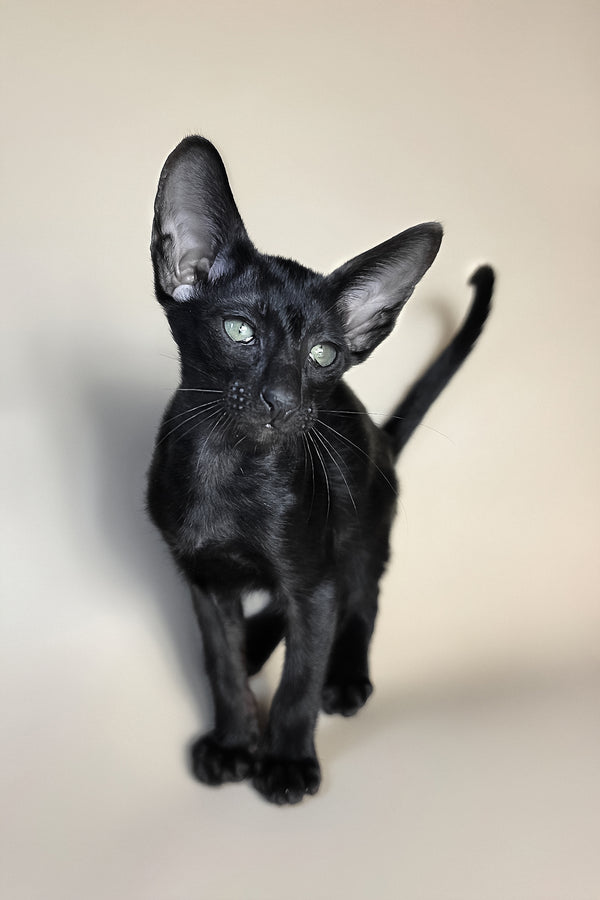 Fenrir | Oriental Shorthair Kitten