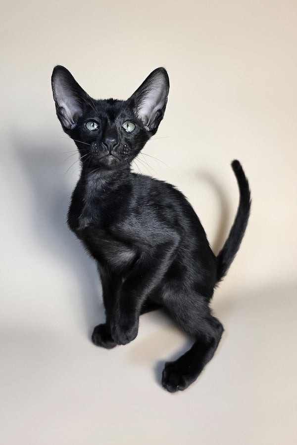 Fenrir | Oriental Shorthair Kitten