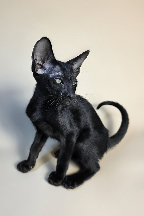 Fenrir | Oriental Shorthair Kitten