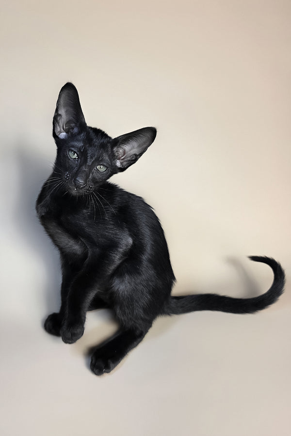 Fenrir | Oriental Shorthair Kitten