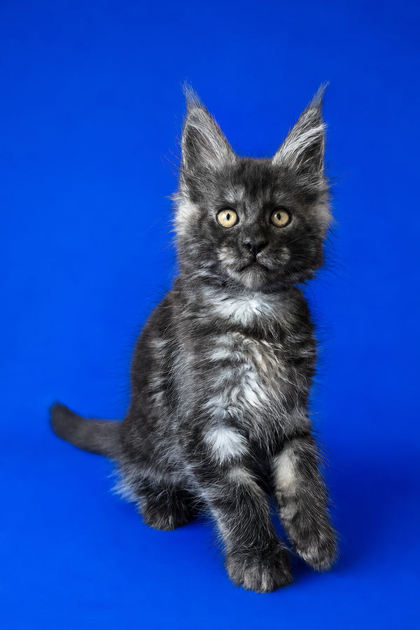 Fernando | Maine Coon Kitten