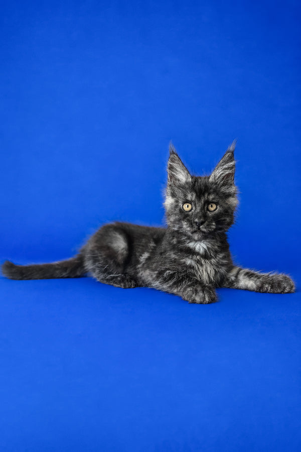 Fernando | Maine Coon Kitten