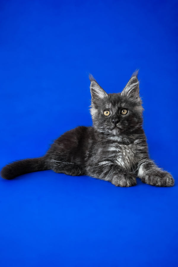 Fernando | Maine Coon Kitten