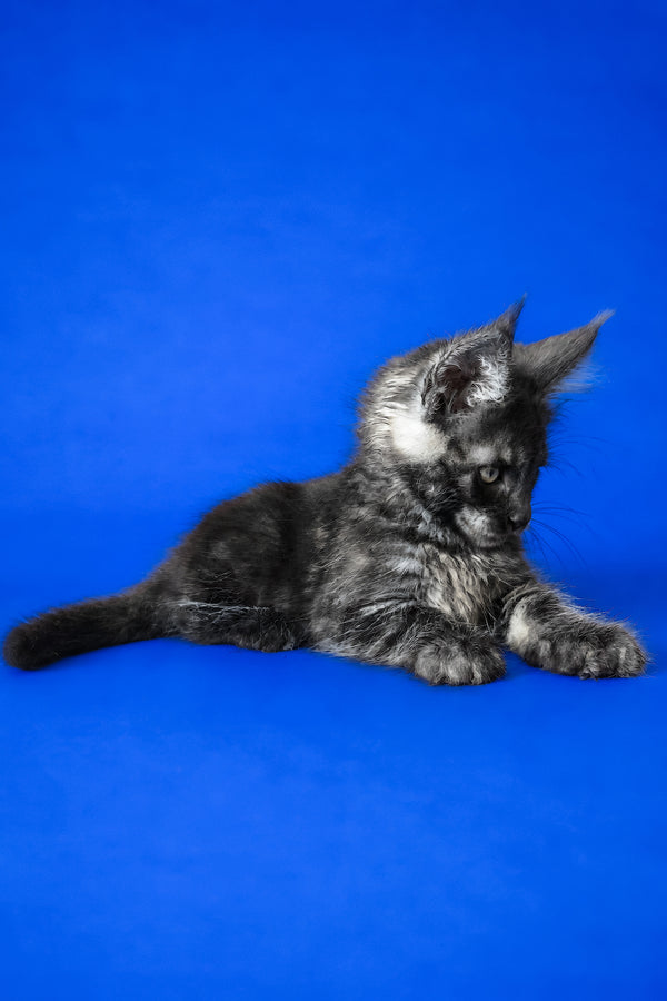 Fernando | Maine Coon Kitten
