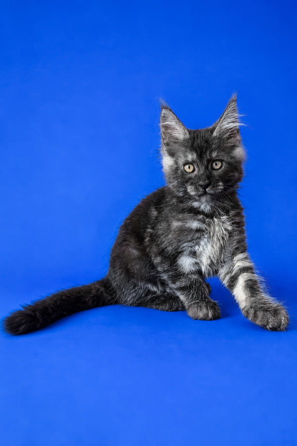 Fernando | Maine Coon Kitten