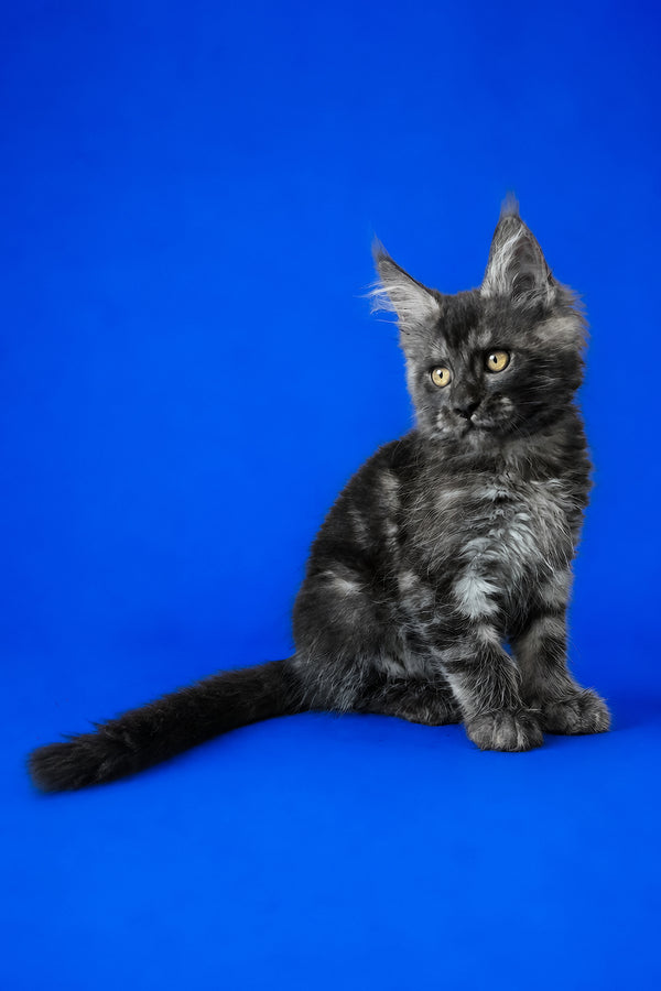 Fernando | Maine Coon Kitten