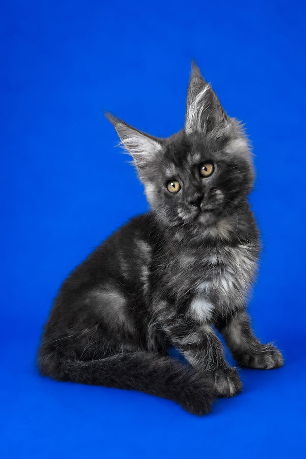Fernando | Maine Coon Kitten
