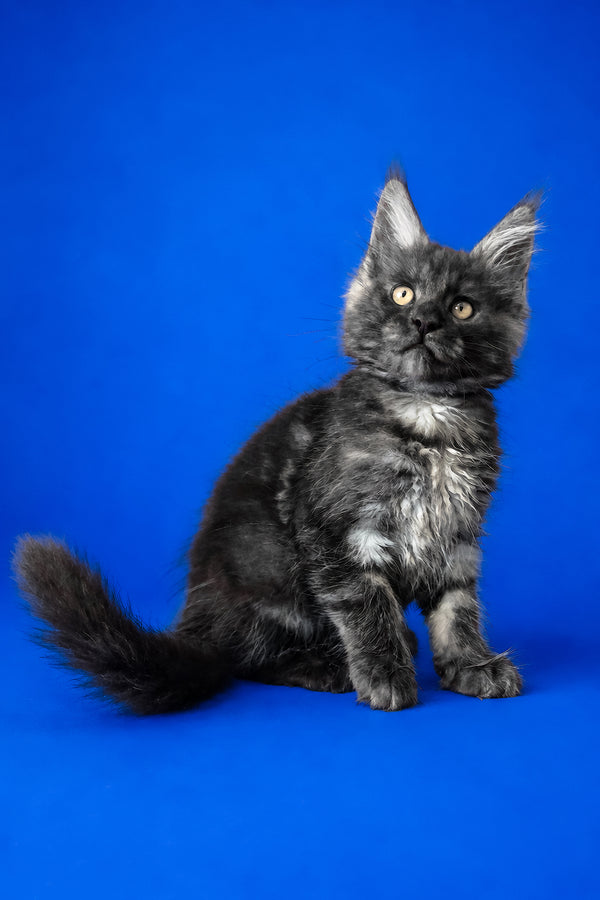 Fernando | Maine Coon Kitten