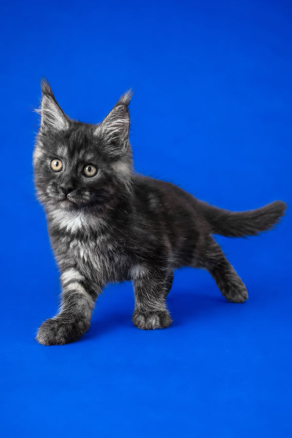Fernando | Maine Coon Kitten