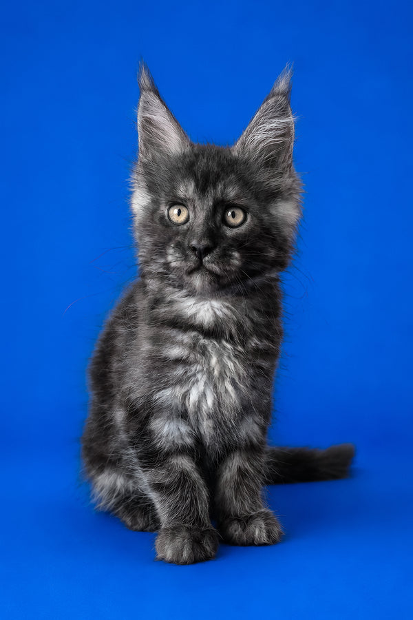 Fernando | Maine Coon Kitten