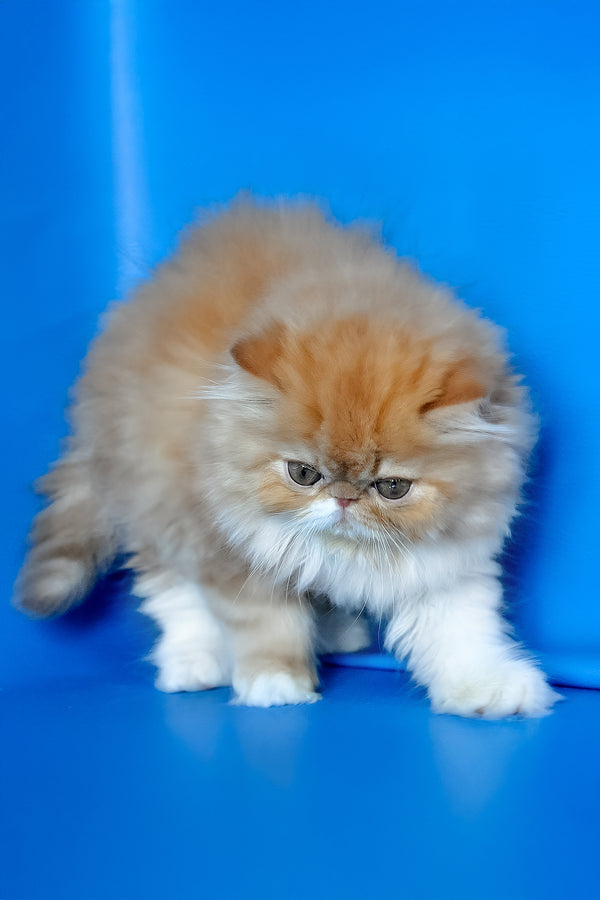 Ferrari | Persian Kitten