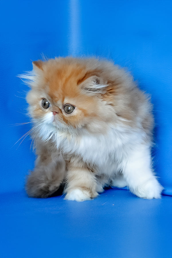 Ferrari | Persian Kitten