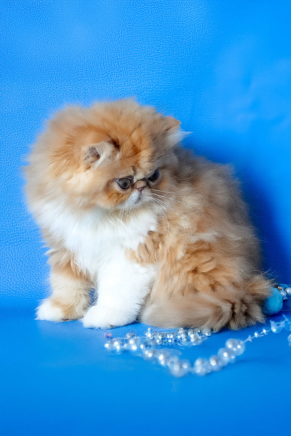 Ferrari | Persian Kitten