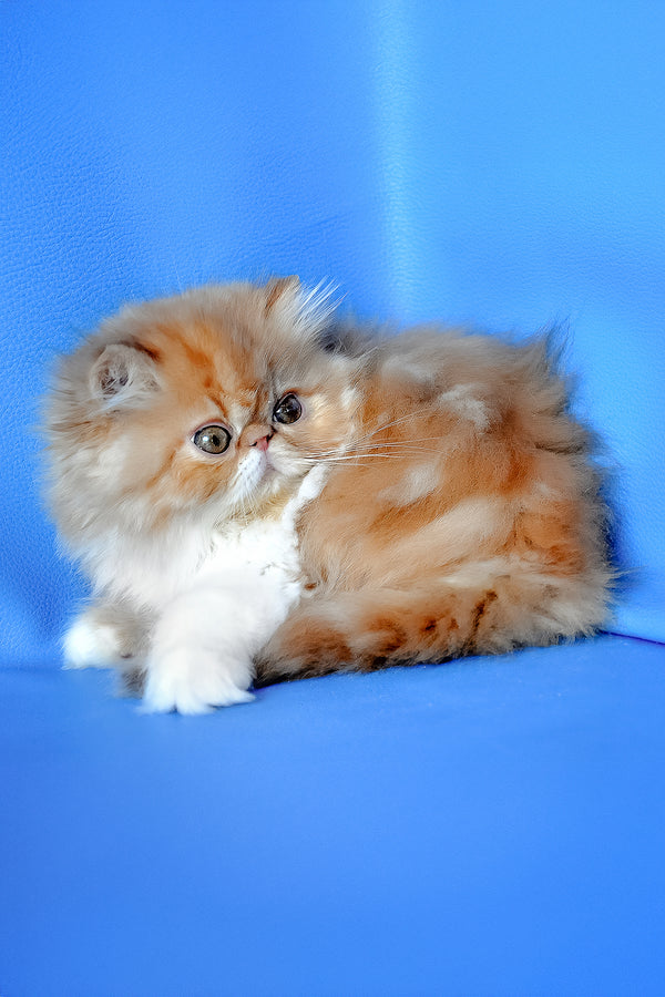 Ferrari | Persian Kitten