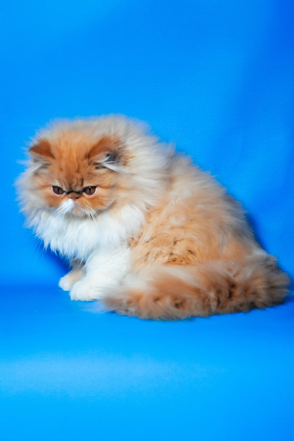 Ferrari | Persian Kitten