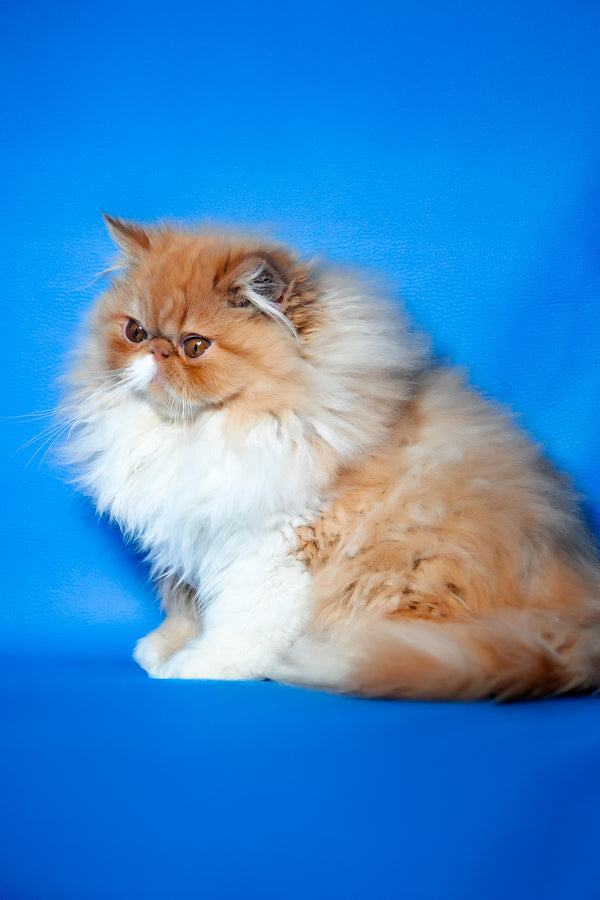 Ferrari | Persian Kitten