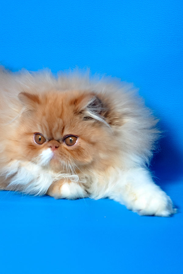 Ferrari | Persian Kitten