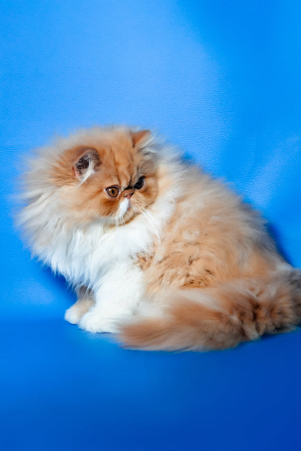 Ferrari | Persian Kitten