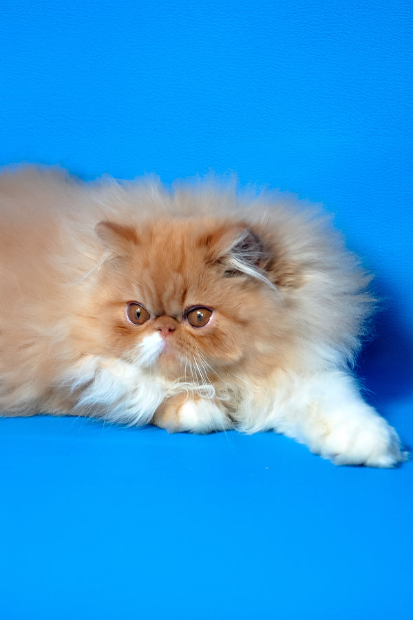 Ferrari | Persian Kitten