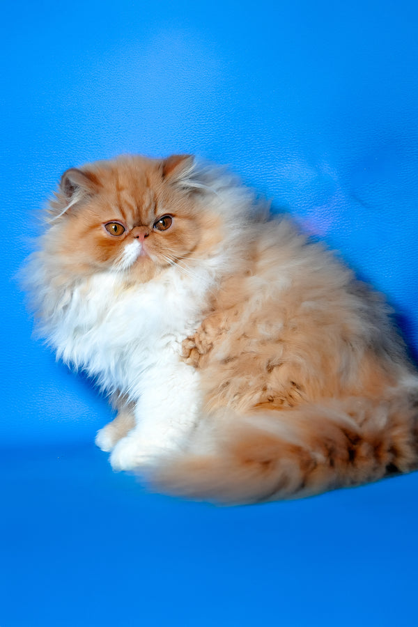 Ferrari | Persian Kitten