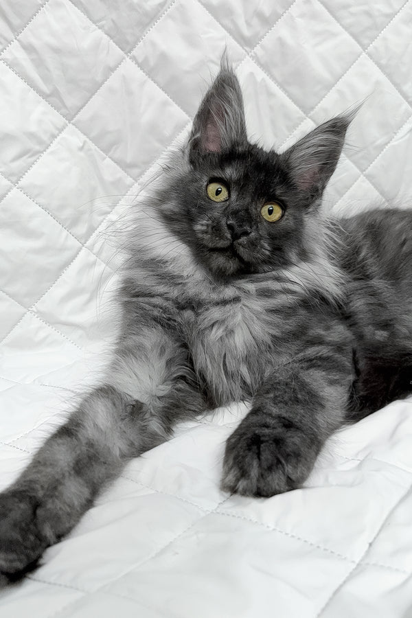 Feya | Maine Coon Kitten