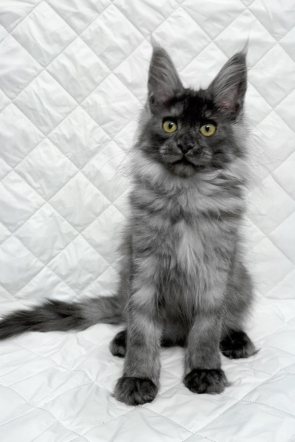 Feya | Maine Coon Kitten