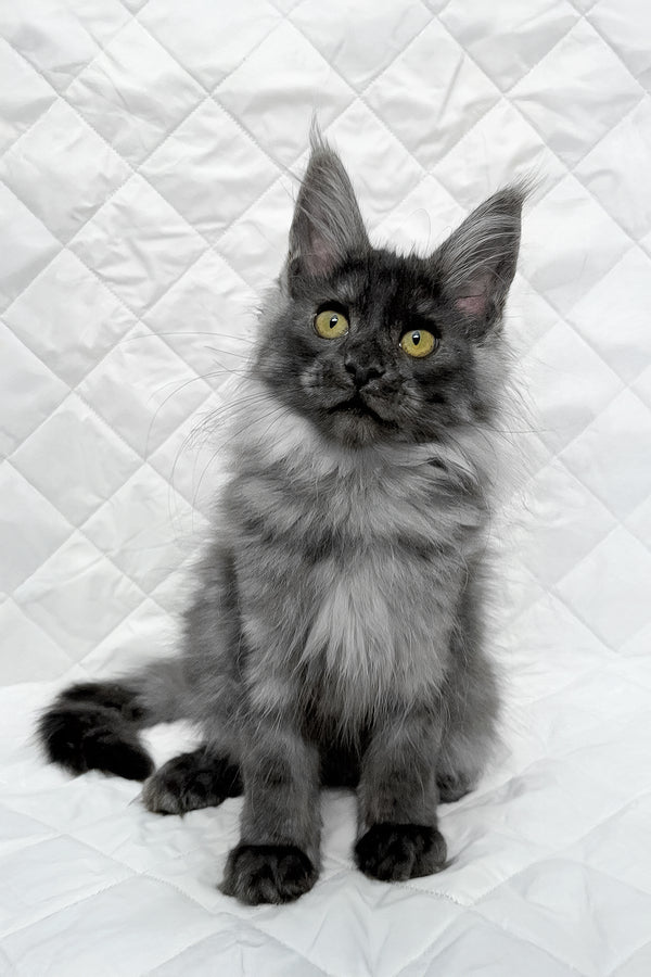 Feya | Maine Coon Kitten