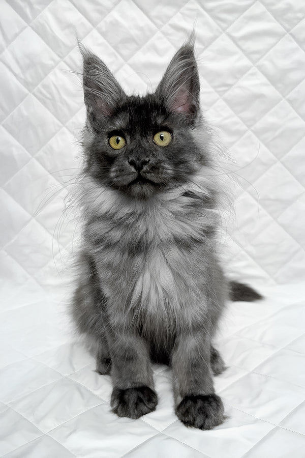 Feya | Maine Coon Kitten