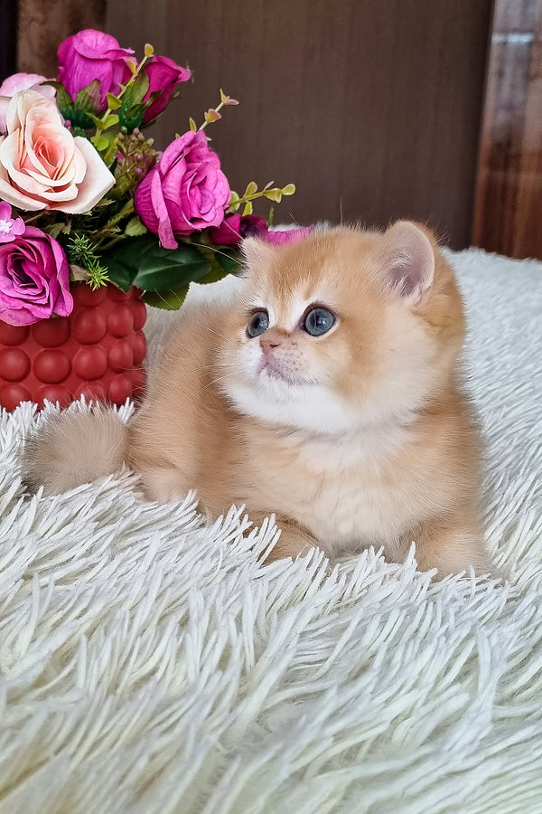 Feya | British Shorthair Kitten