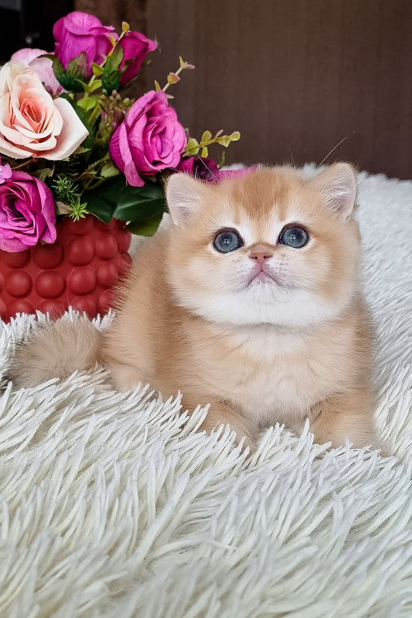Feya | British Shorthair Kitten