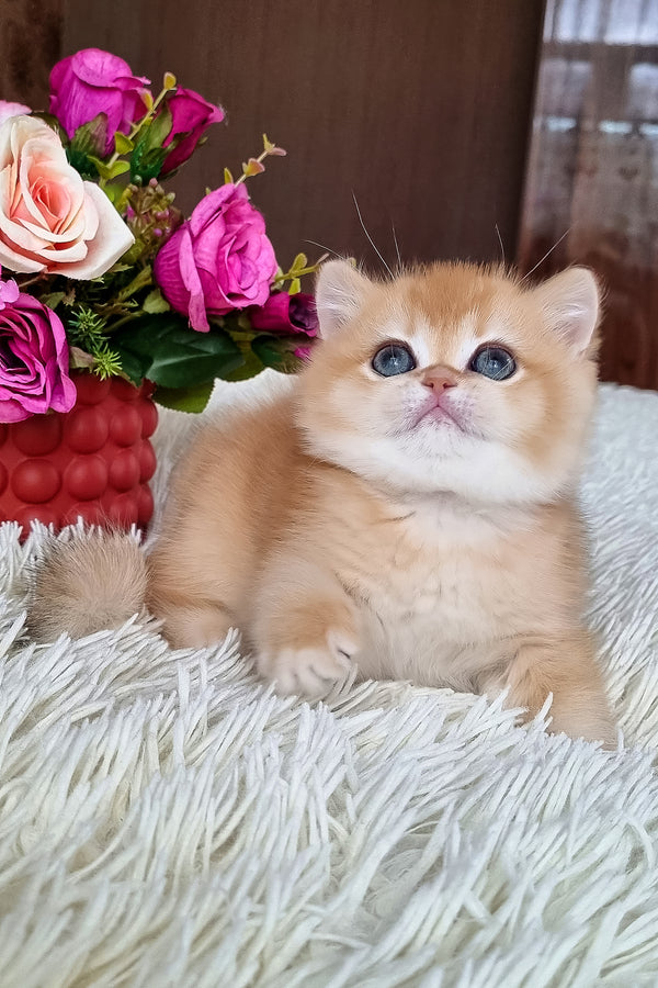 Feya | British Shorthair Kitten