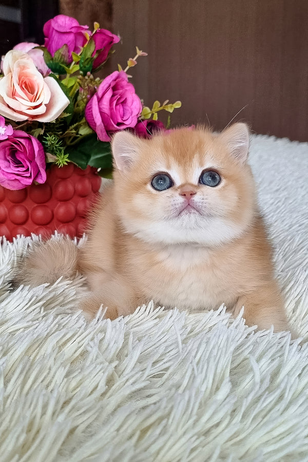 Feya | British Shorthair Kitten