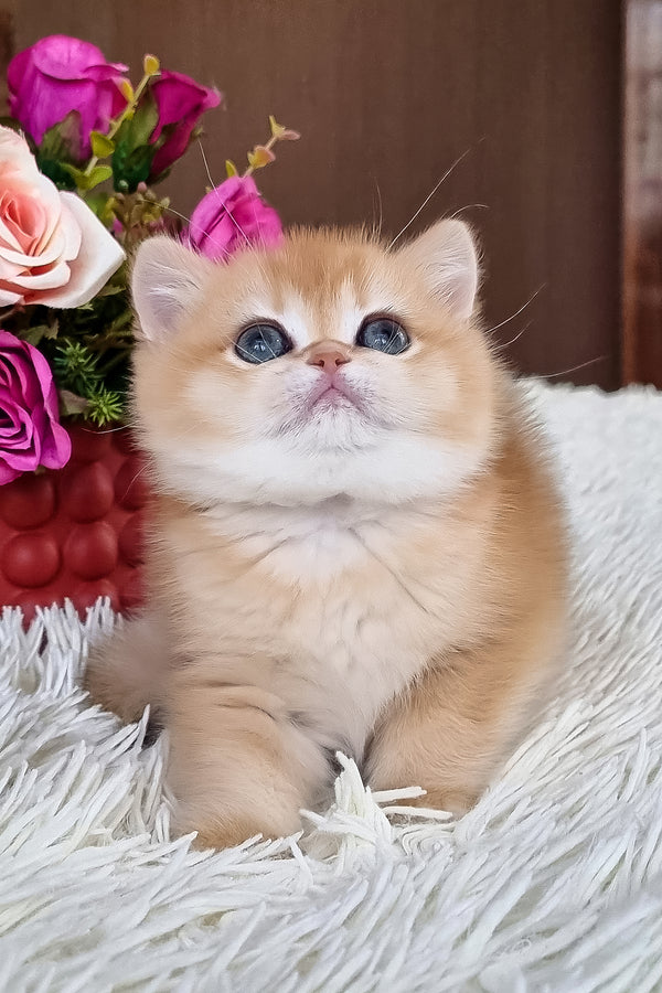 Feya | British Shorthair Kitten