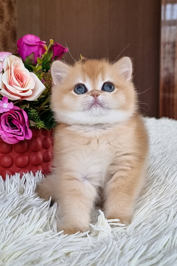 Feya | British Shorthair Kitten