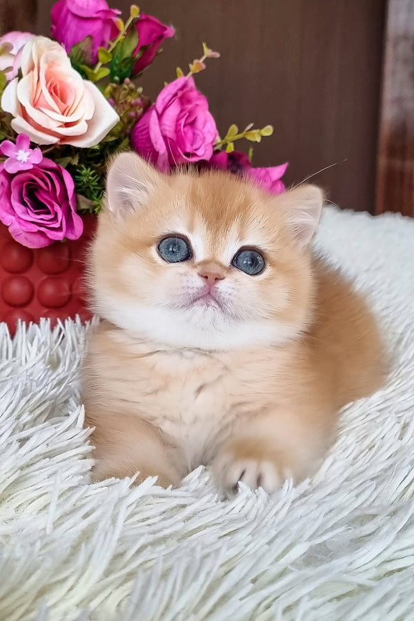 Feya | British Shorthair Kitten