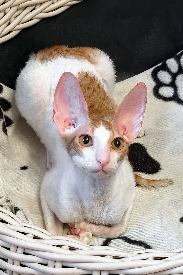 Fidji | Cornish Rex Kitten