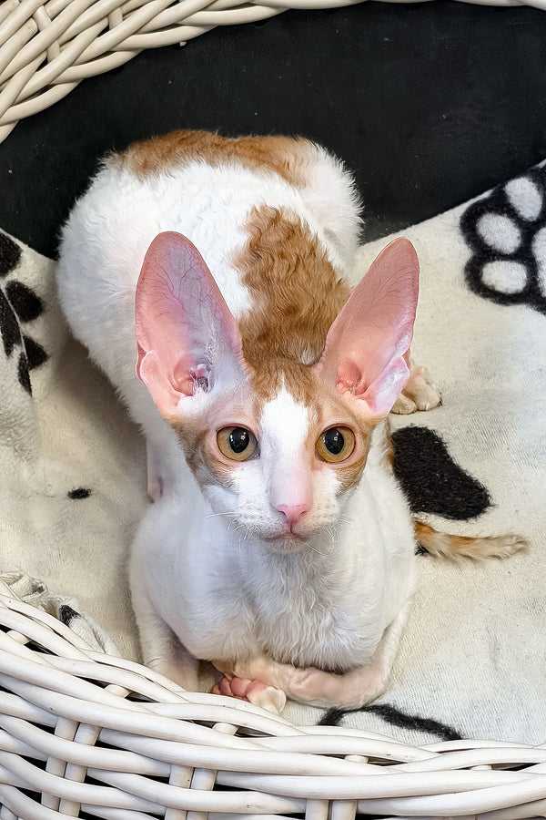 Fidji | Cornish Rex Kitten
