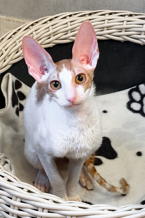 Fidji | Cornish Rex Kitten