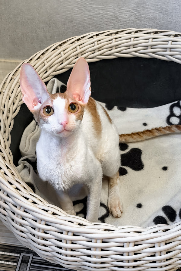 Fidji | Cornish Rex Kitten