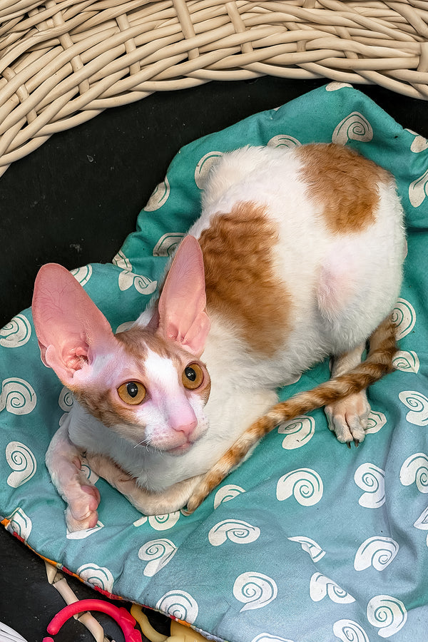 Fidji | Cornish Rex Kitten