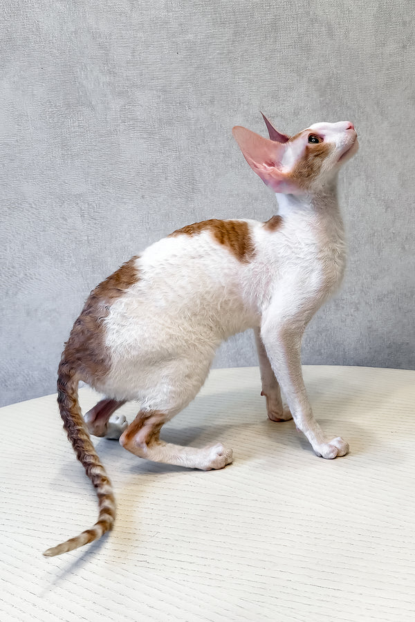 Fidji | Cornish Rex Kitten