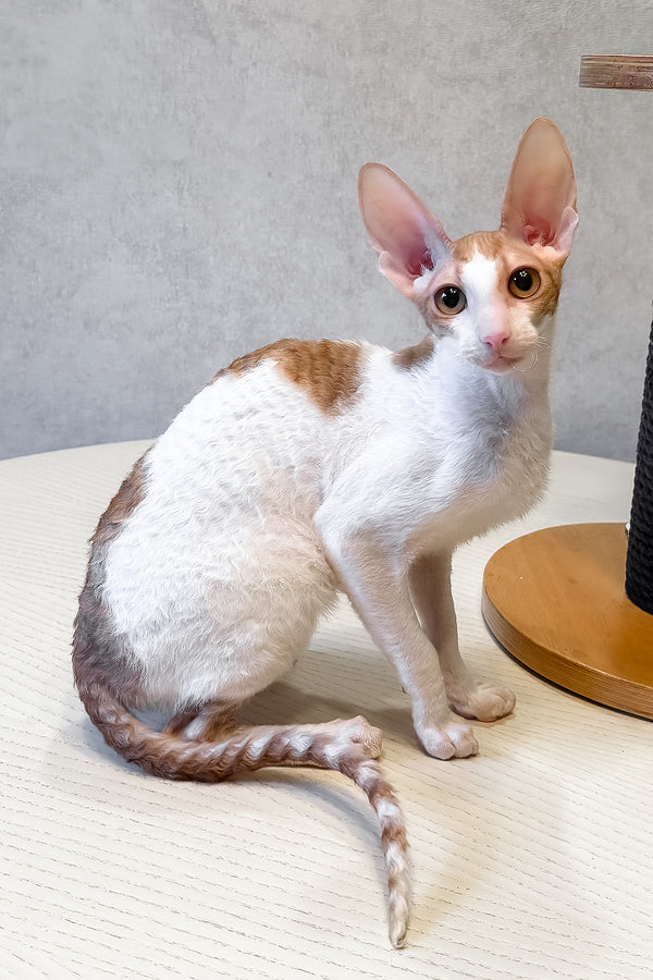 Fidji | Cornish Rex Kitten