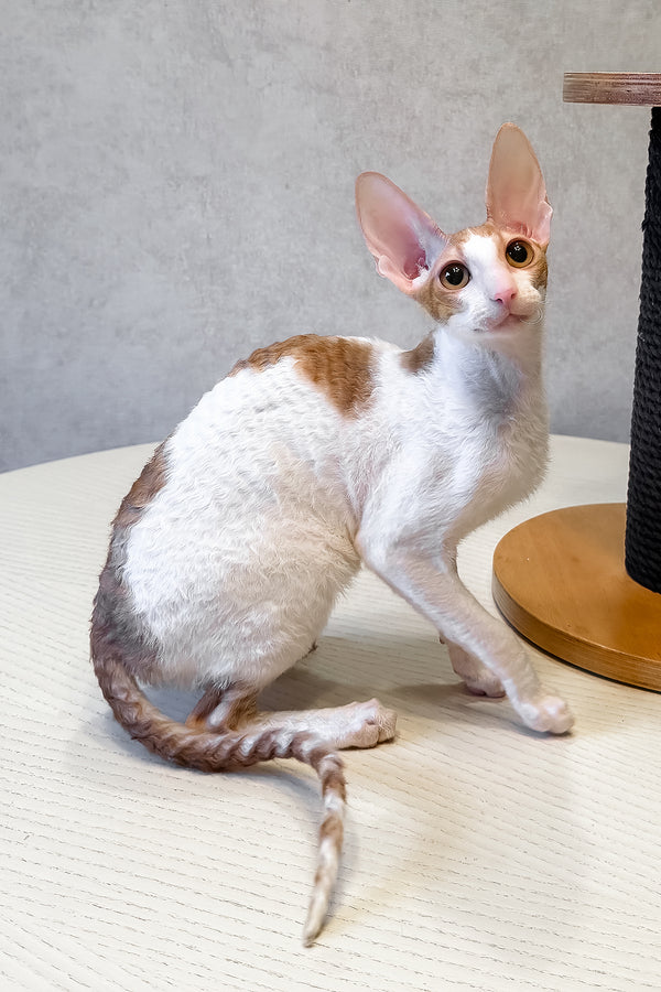 Fidji | Cornish Rex Kitten