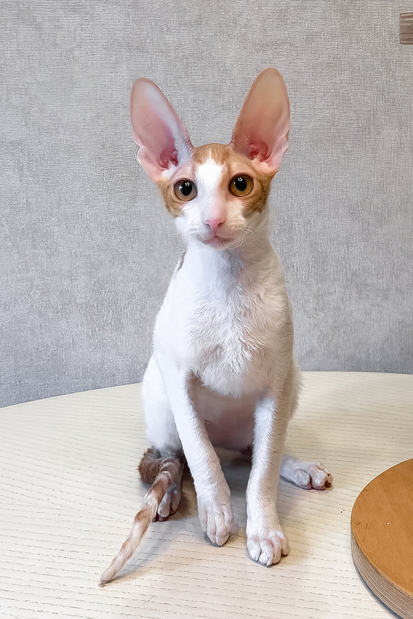 Fidji | Cornish Rex Kitten