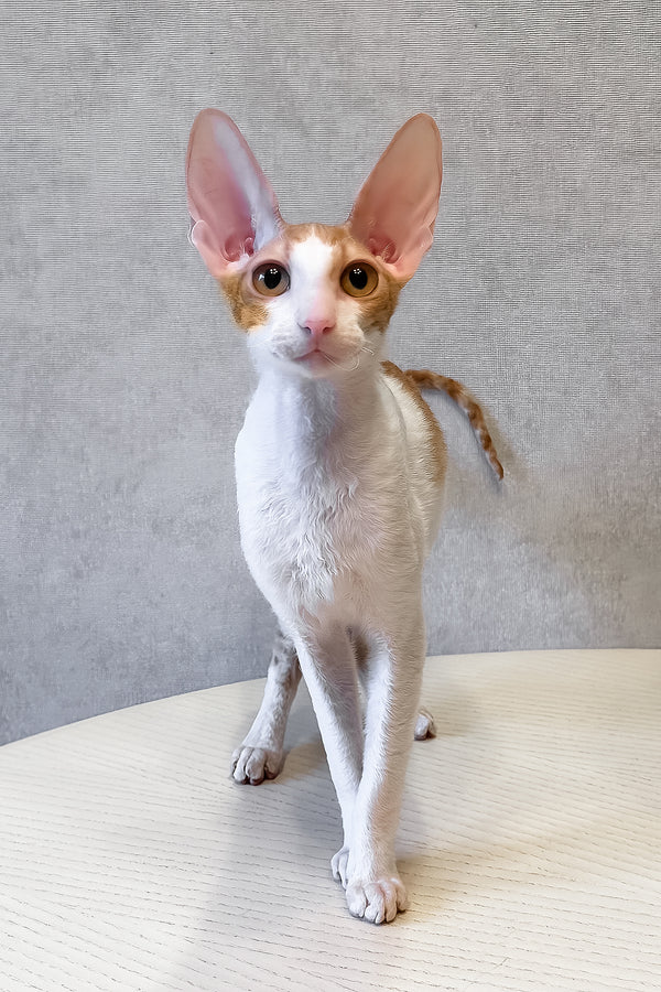 Fidji | Cornish Rex Kitten