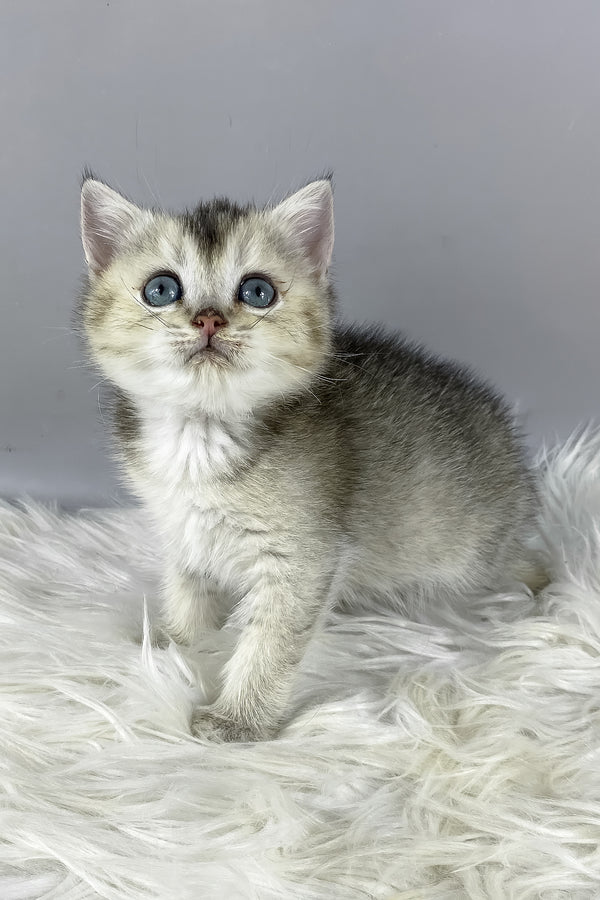 Fifa | British Shorthair Kitten