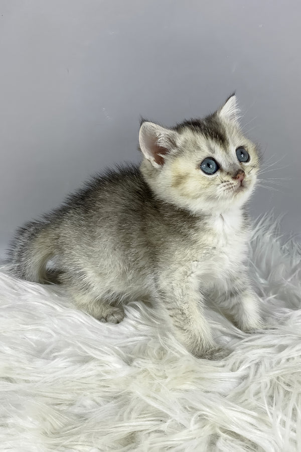 Fifa | British Shorthair Kitten