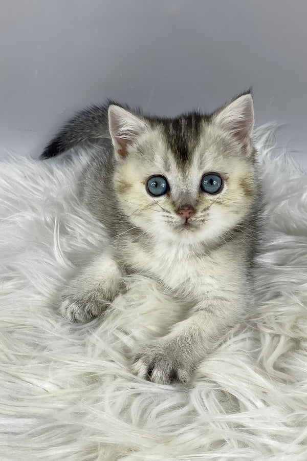 Fifa | British Shorthair Kitten