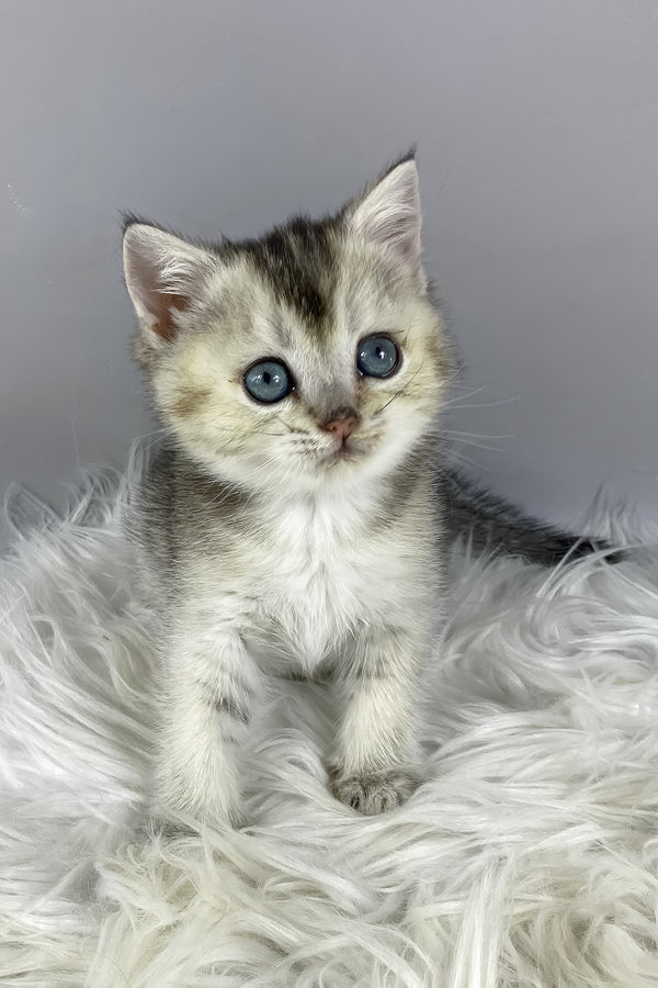 Fifa | British Shorthair Kitten